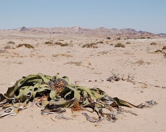 Welwitschia Mirabilis Welwitschia Namibia Can Grow 2000 years old * 5 RARE seeds