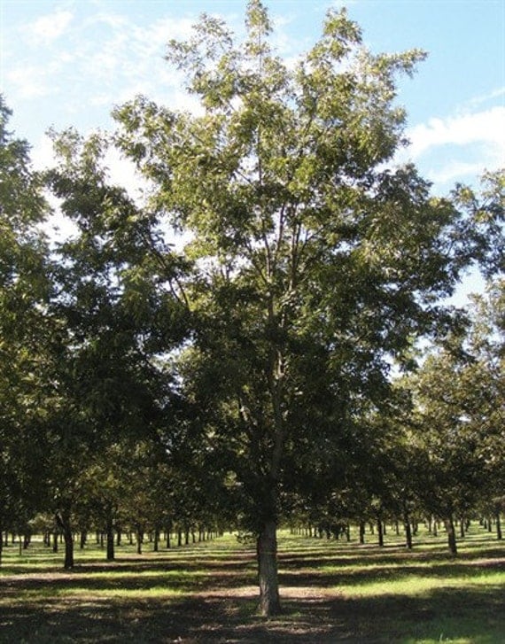 Elliot Pecan Tree harvest your own nuts by PerfectPlantsNursery