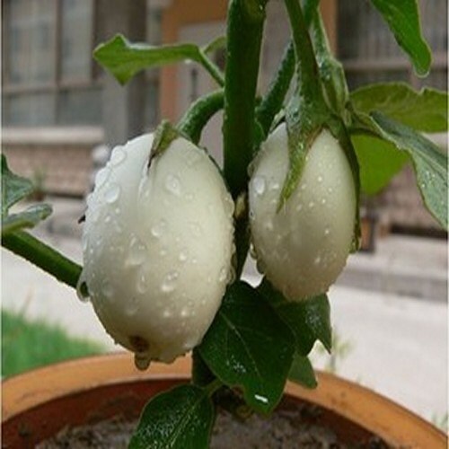 Ornamental Eggplant Golden Eggs Seeds Solanum Melongena