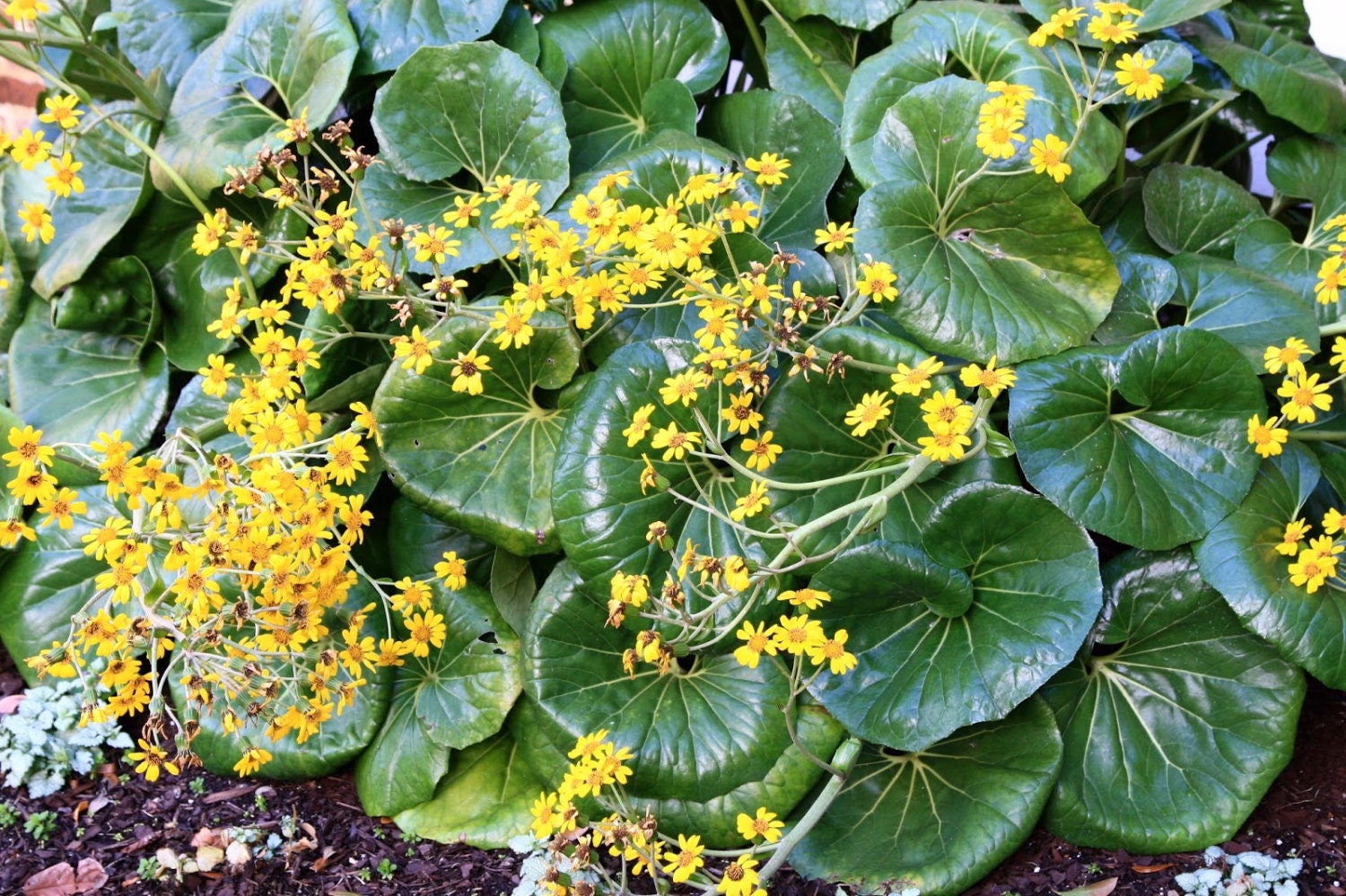 Leopard Plant Farfugium Japonicum Gigantea