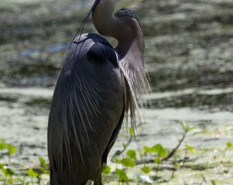 Great Blue Heron photgraphic print