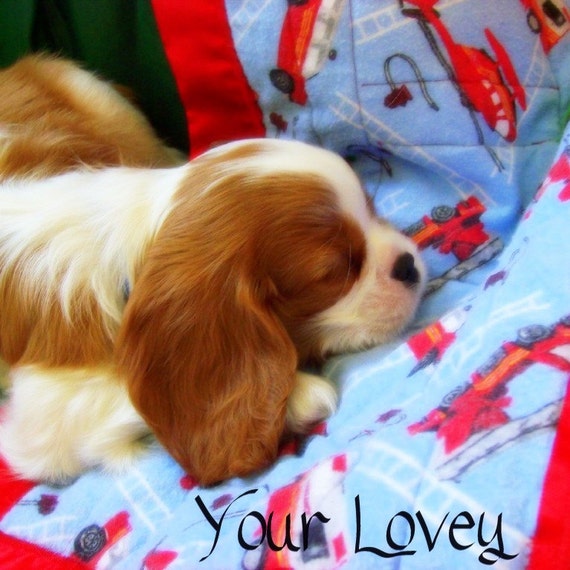 Mini minky blanket for dog or cat puppy or kitten fun