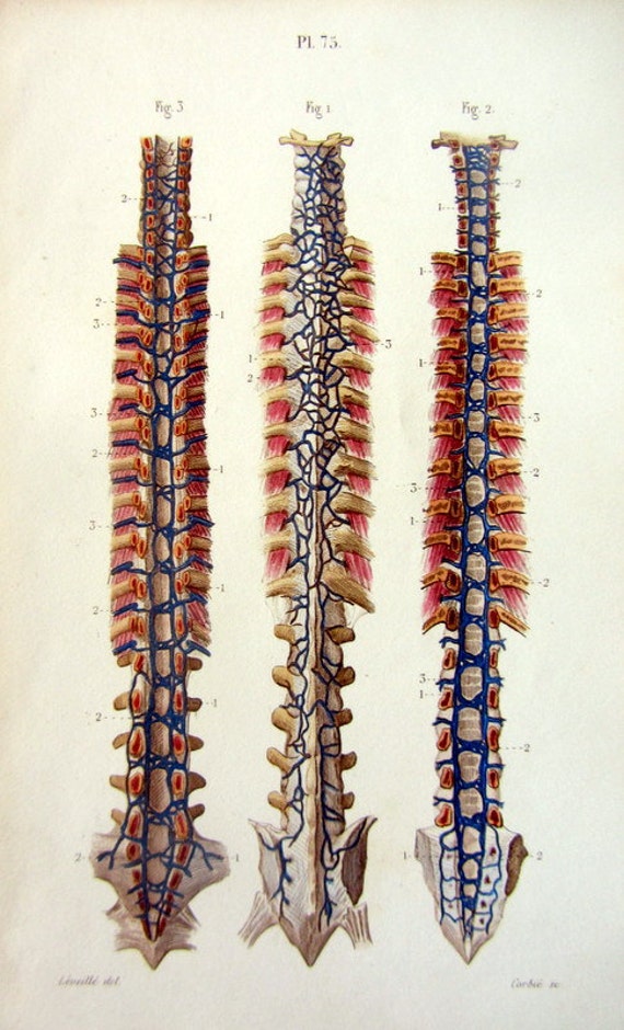 1852 vintage print of spine antique anatomy by 1852 vintage print of spine antique anatomy by