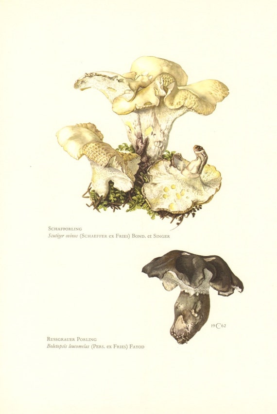 1962 Sheep Polypore - Scutiger ovinus, Black Falsebolete - Boletopsis leucomelas Vintage Offset Lithograph