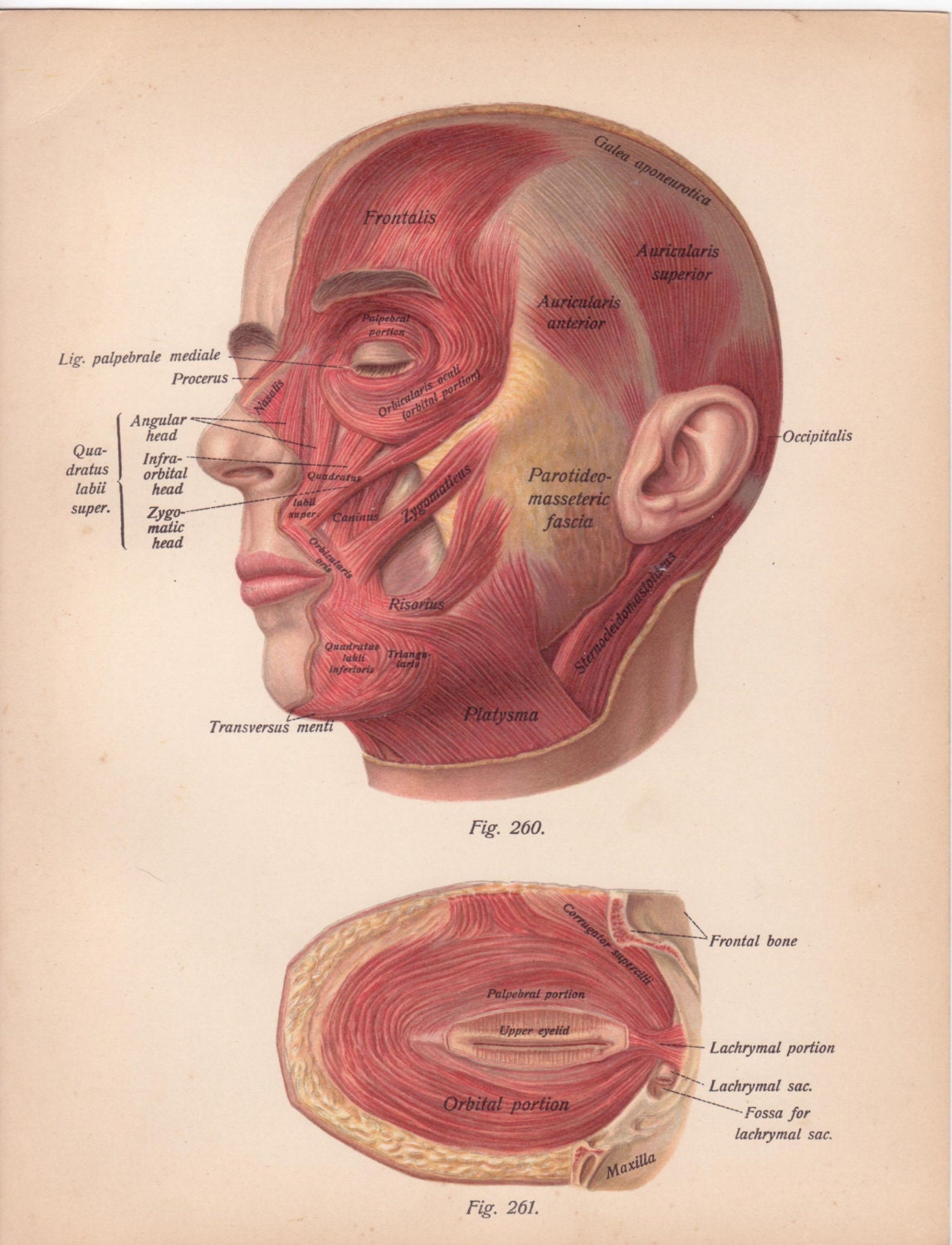 Antique Medical Page Diagram Exposed Head by TheOldTimeJunkShop