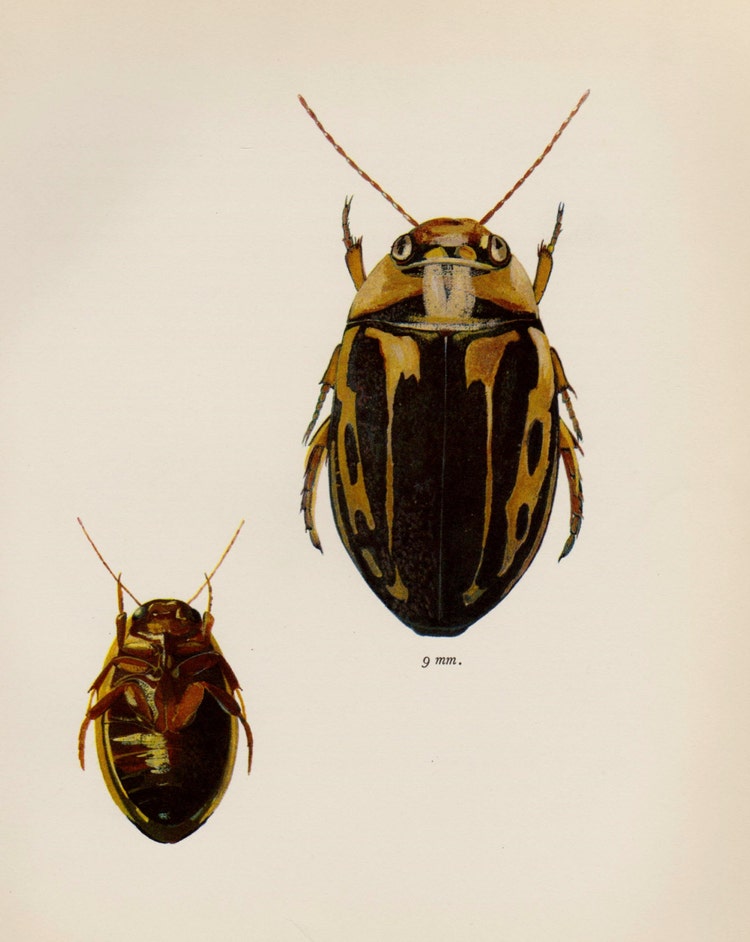 Antique Beetle Print Vintage Beetle Art Gallery by plaindealing