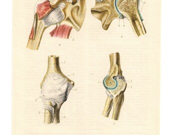 bones vintage old page anatomical print anatomy human body medical anatomic skeleton bone blood biology