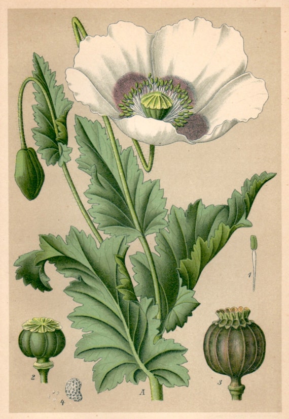 1901 Opium Poppy Botanical Print Papaver somniferum