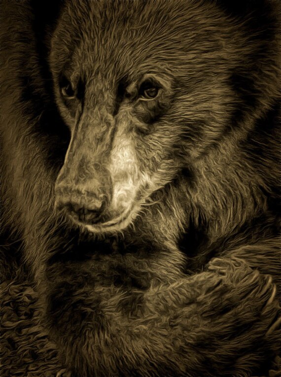 California Black Bear Juvenile Photo Image