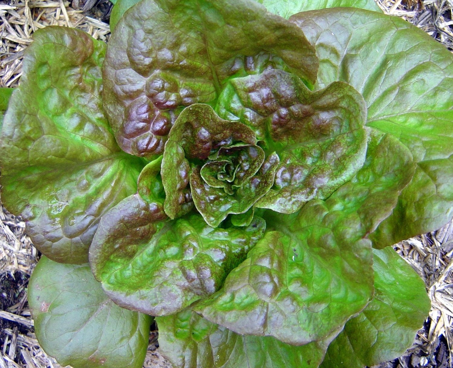 Bronze Lettuce Seeds French by OhioHeirloomSeeds