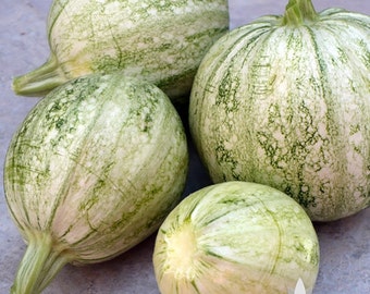 Ronde de Nice Summer Squash Heirloom Seeds - Non-GMO, Open Pollinated, Untreated