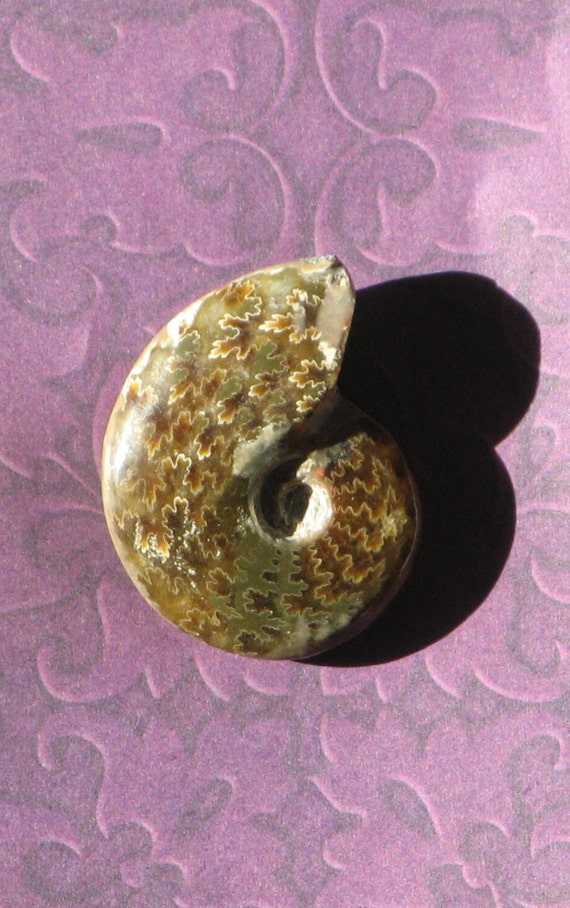 Mesozoic Ammonite Fossil Madagascar. Mesozoic Era by GeologyToGo