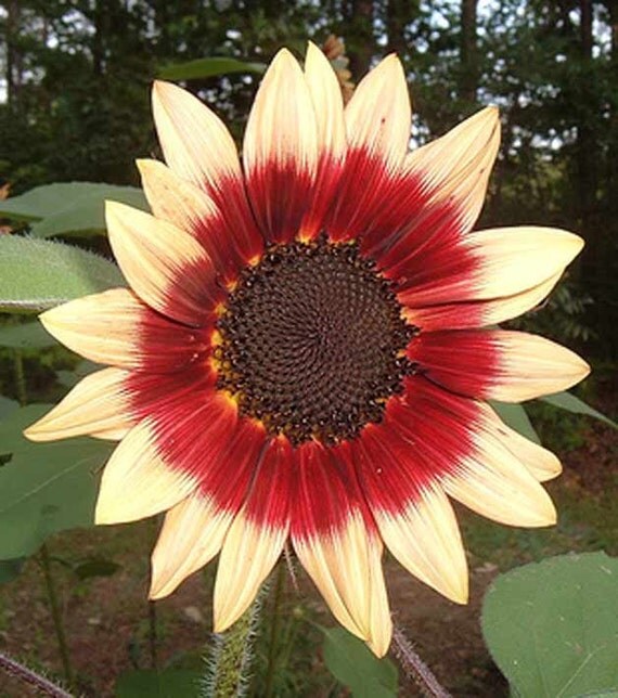 Sunflower Ruby Eclipse 10 Seeds Helianthus Annuus