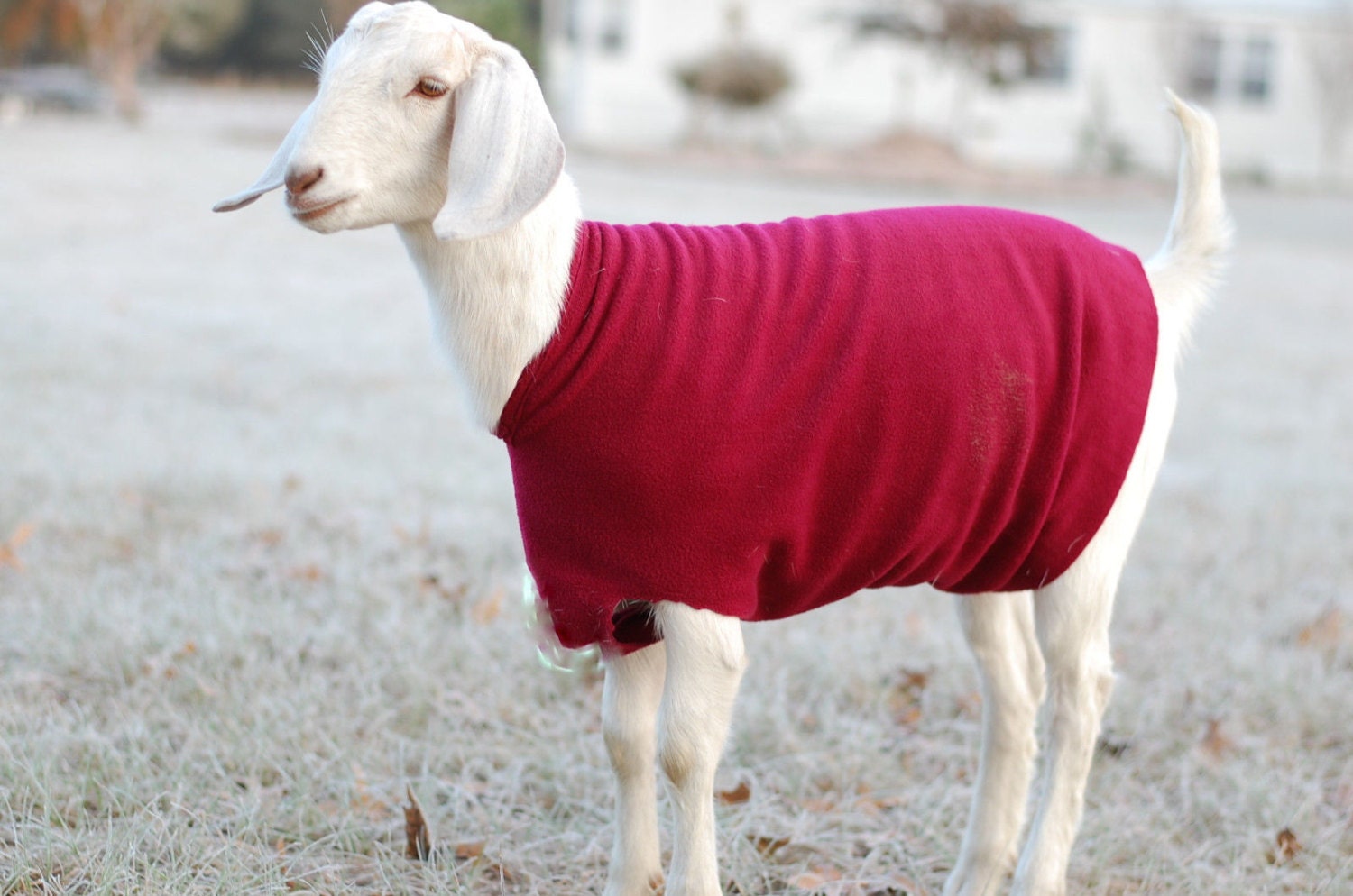 Personalized Goat Sweater/ Coat With Embroiderd Name Fleece