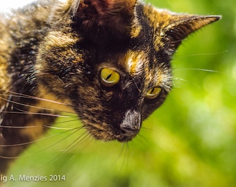 Black Tortoiseshell Cat - Curiosity