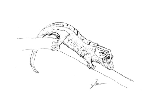 kaboose coloring pages printing gecko - photo #38