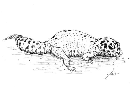 Leopard gecko sketch by Jasminecollinsart on Etsy