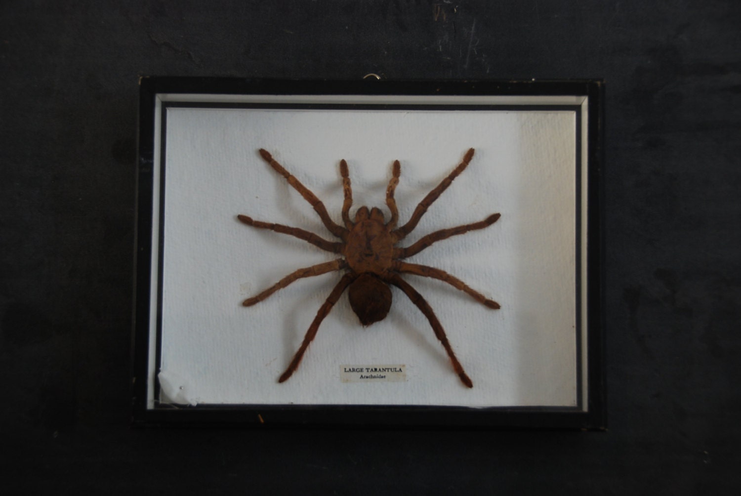 Large Tarantula from Malaysia insect specimen preserved in