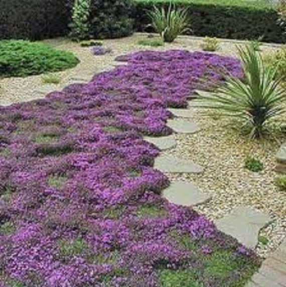 when to plant thyme ground cover