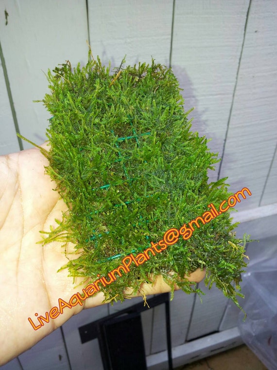 Live Aquarium Plants 3x5 Java Moss Mat ADA Planted Tank