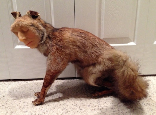 stuffed fox taxidermy