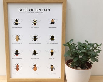 Bees of Britain print - illustrated wildlife poster - bumblebee , honey bee - nature wall art
