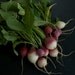 Easter Egg Radish Seeds