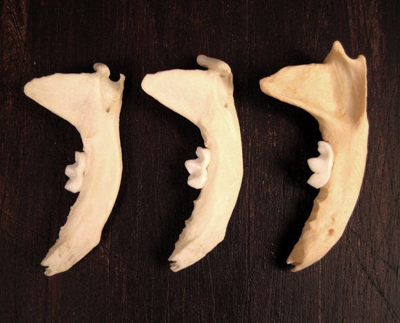 Mink Jaw Bones Real Bones Set of 3