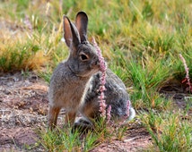 Popular items for conservation art on Etsy