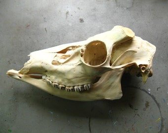 FOUND OBJECT - Buck DEER Skull with Lower Jaws, Antlers Sawed Off, Real ...