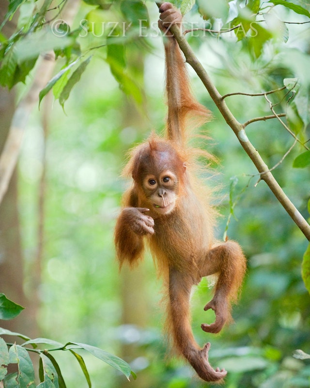 Nursery Wall Art CUTE  BABY ORANGUTAN Photo Baby Animal