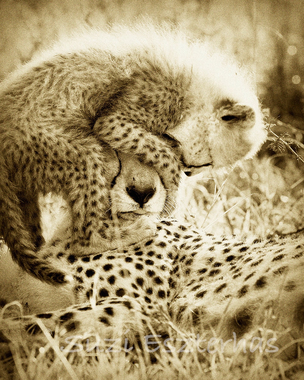 Safari Nursery Art Prints Vintage SAFARI BABY ANIMAL