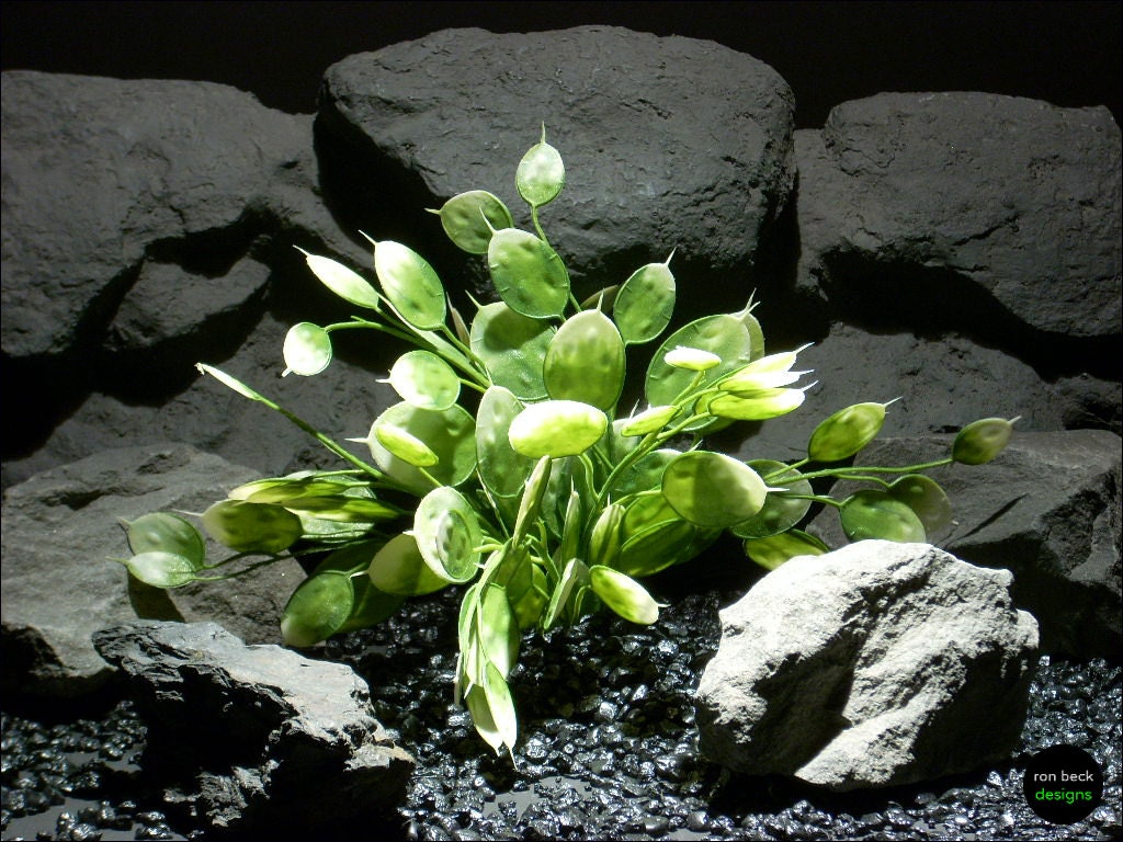 plastic aquarium plants money tree pap076 by ronbeckdesigns