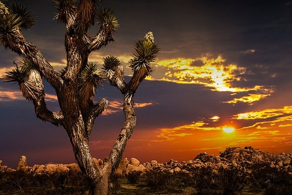 A Joshua Tree at Sunset in Joshua Tree National Park by the