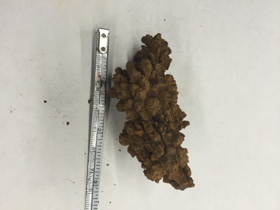 fossilized poop for sale