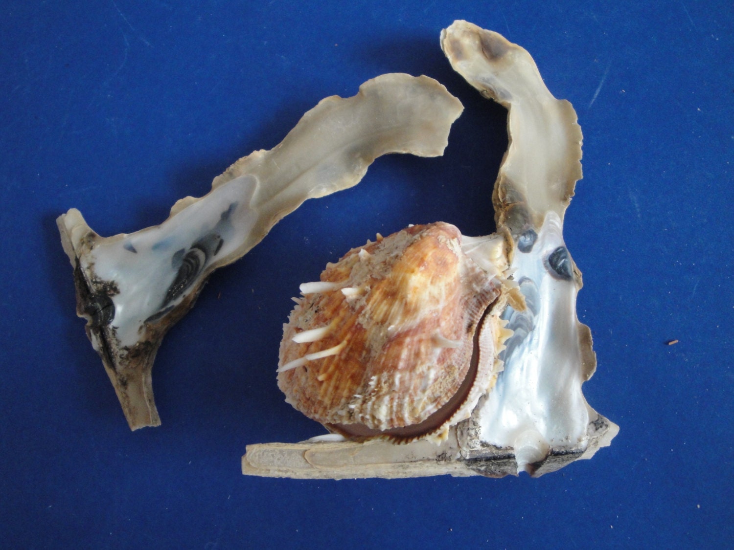 Seashells Sea Shell 5.5 Hammerhead & Spiny Oysters