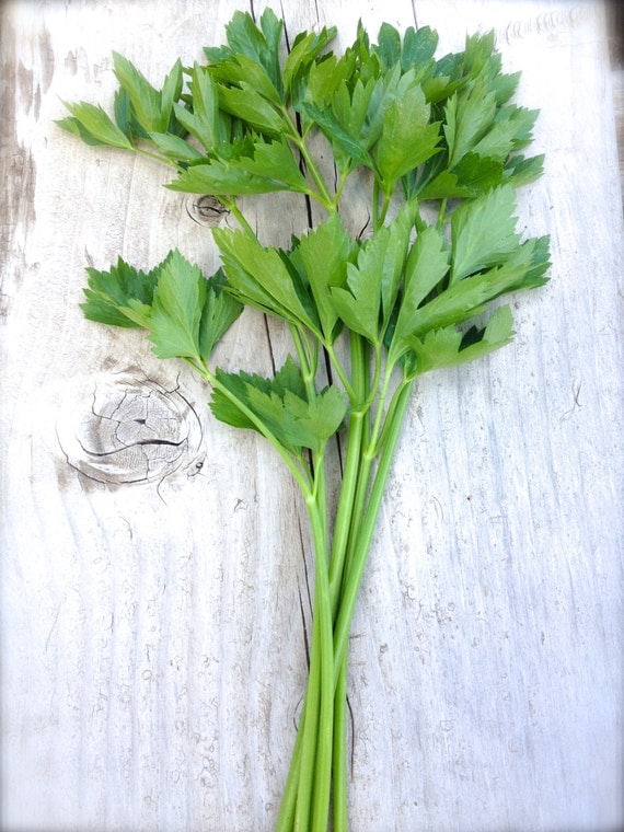 Gourmet Celery Organic Heirloom Cutting Celery Herb Seed Rare