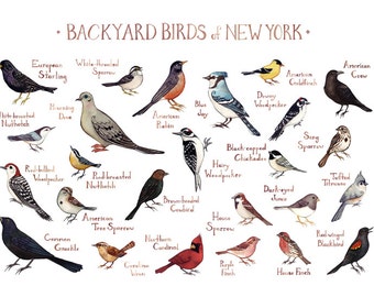 New York Backyard Birds Field Guide Art Print / Watercolor Painting / Wall Art / Nature Print / Bird Poster