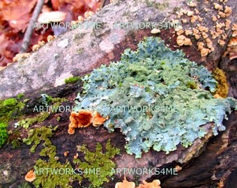 Lichen and Moss in the Woodlands / Digital Art / Nature in the Woodlands