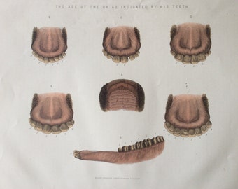 Antique Zoological Print Victorian Veterinary Sheep Teeth Anatomical 1890 Colour Lithograph 1800s