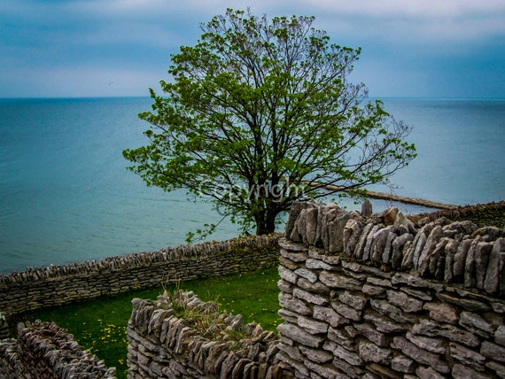 Bay Tree Ocean Photo 8x10 Lustre Print Fine Art Photography Landscape Wall Art Home Decor Nature Tree Artwork Beach Ocean Serene Rock Wall