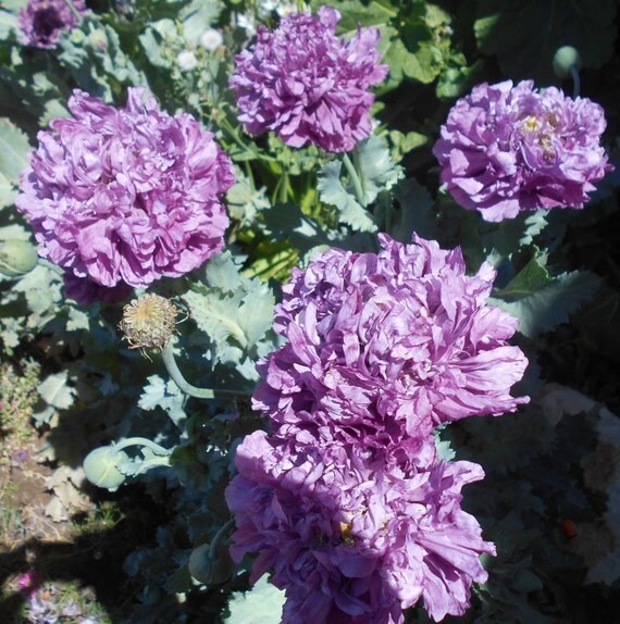 Double Lilac peony Poppy Seeds