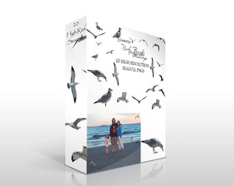 20 High Resolution Seagull Png images for use as an overlay/composites