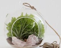 Popular items for air plant gift on Etsy