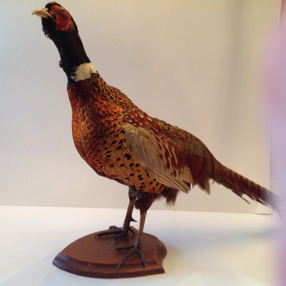 Taxidermy Ringneck Pheasant Rooster Bird by VeryVintageVera