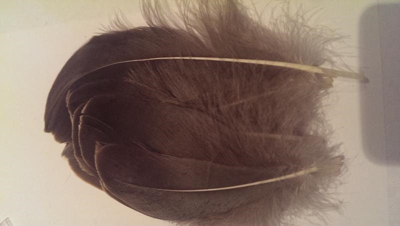 Grey Goose Feathers by ShopWithPassion on Etsy