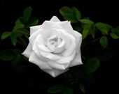 White Rose, Rose Photography, White Rose Wall Print, White Flower Photo, Guest Room Decor Wall Print, Bathroom Decor Wall, Women's Gift