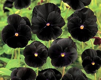 50 - Heirloom Pansy or Viola Seeds - Black - Heirloom Pansy Seeds, Heirloom Pansies, Black Flower Seeds, Heirloom Viola Seeds, Black Pansies