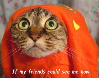 If My Friends Could see me now, Tabby Cat Fridge Magnet 7cm by 4.5cm,