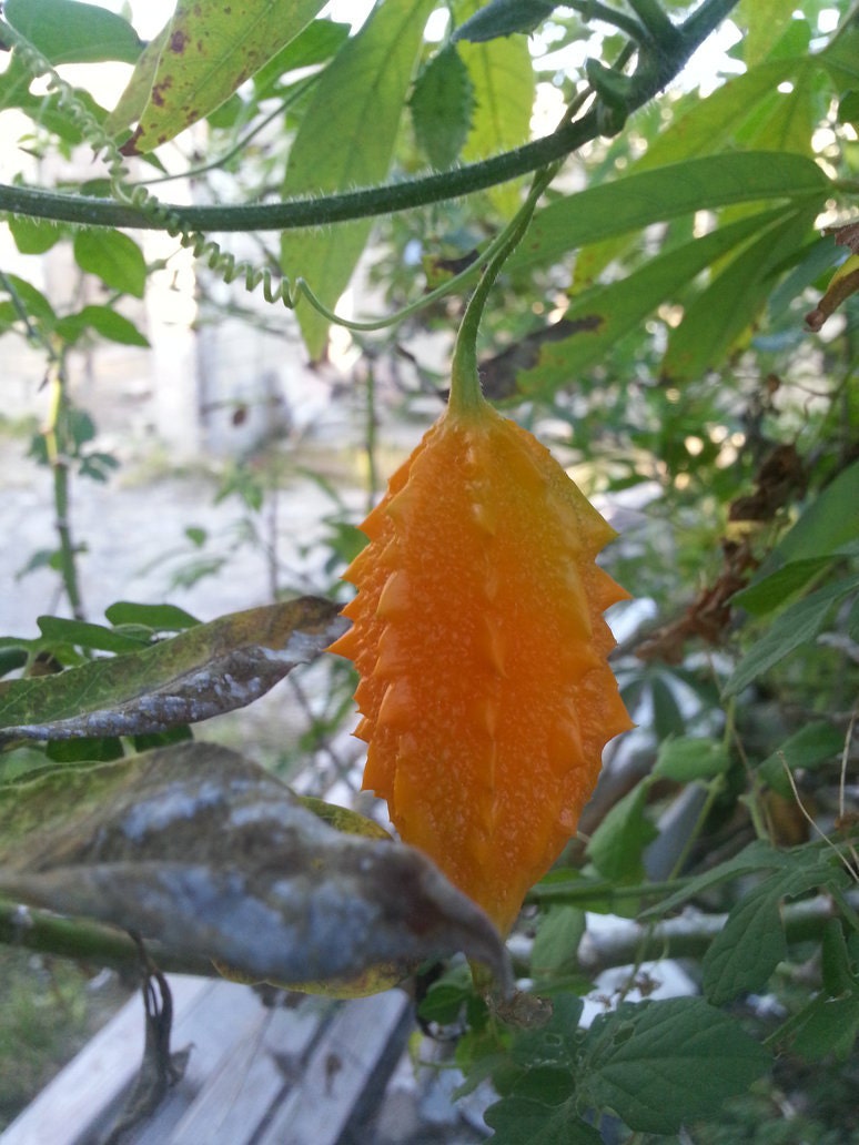 BIG SALE JAMAICAN Cerasee SeedsBitter MelonMomordica